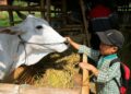 Sapi Mati akibat LSD Belum Bisa Dijamin Asuransi